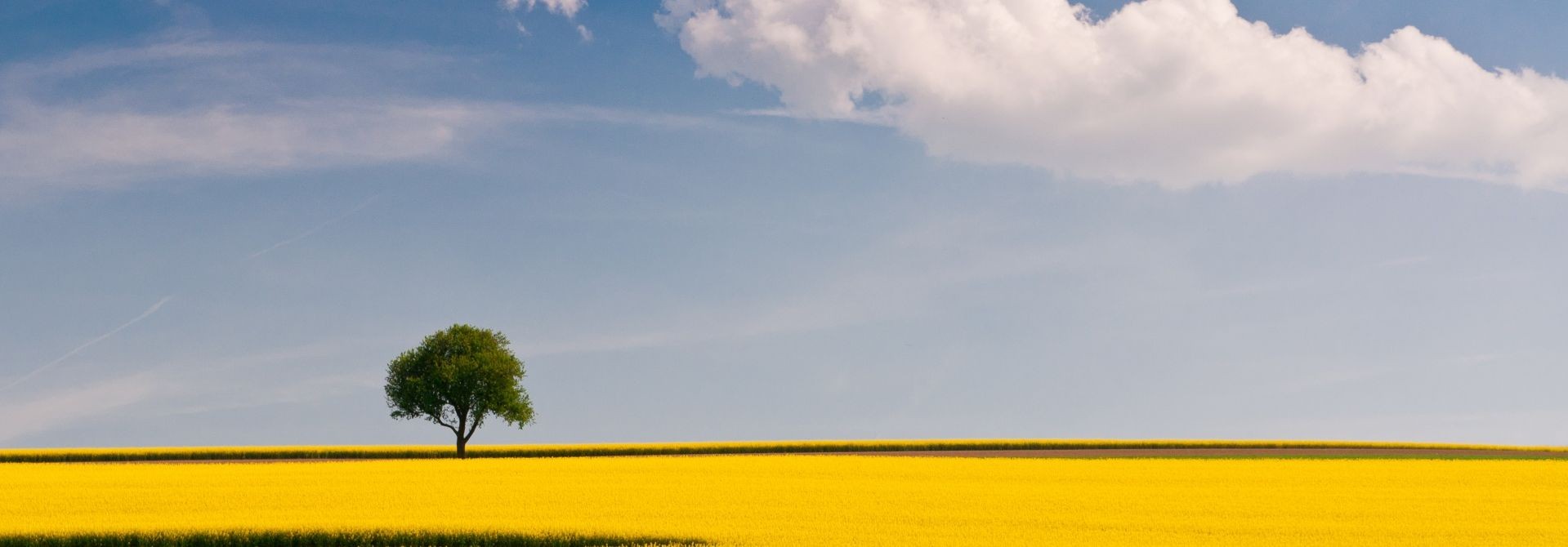 8 rape_field_and_tree-wallpaper